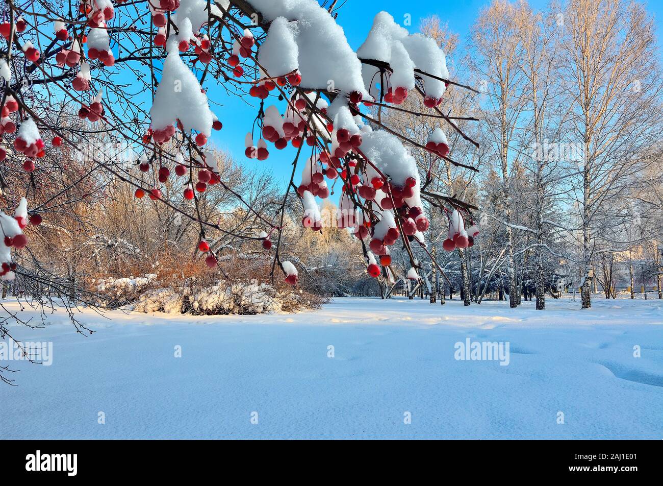Snow-covered de pommier sauvage avec des fruits rouges fermer jusqu'au premier plan et de beaux paysage d'hiver du parc de la ville de soleil matinal. L'hiver Banque D'Images
