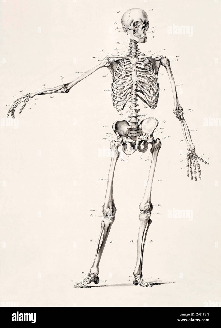 Squelette humain. Full body. Après un travail du 19e siècle. Banque D'Images