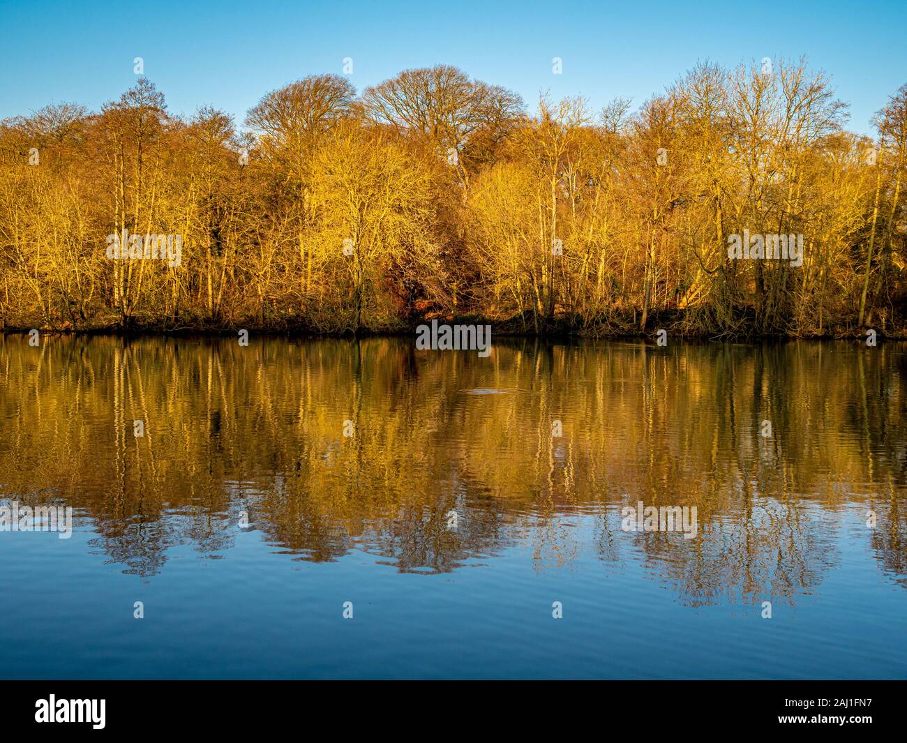 Couleur d'or d'arbres et d'arbustes le long du bord du lac reflète dans l'eau. Banque D'Images