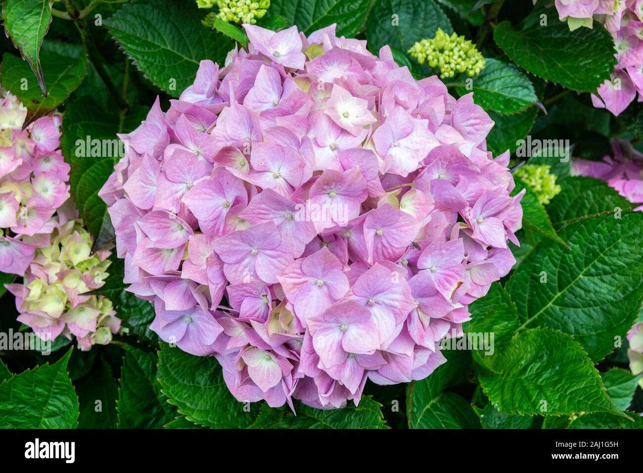 Cluster de fleurs d'hortensia rose en gros plan dans le jardin d'été Banque D'Images
