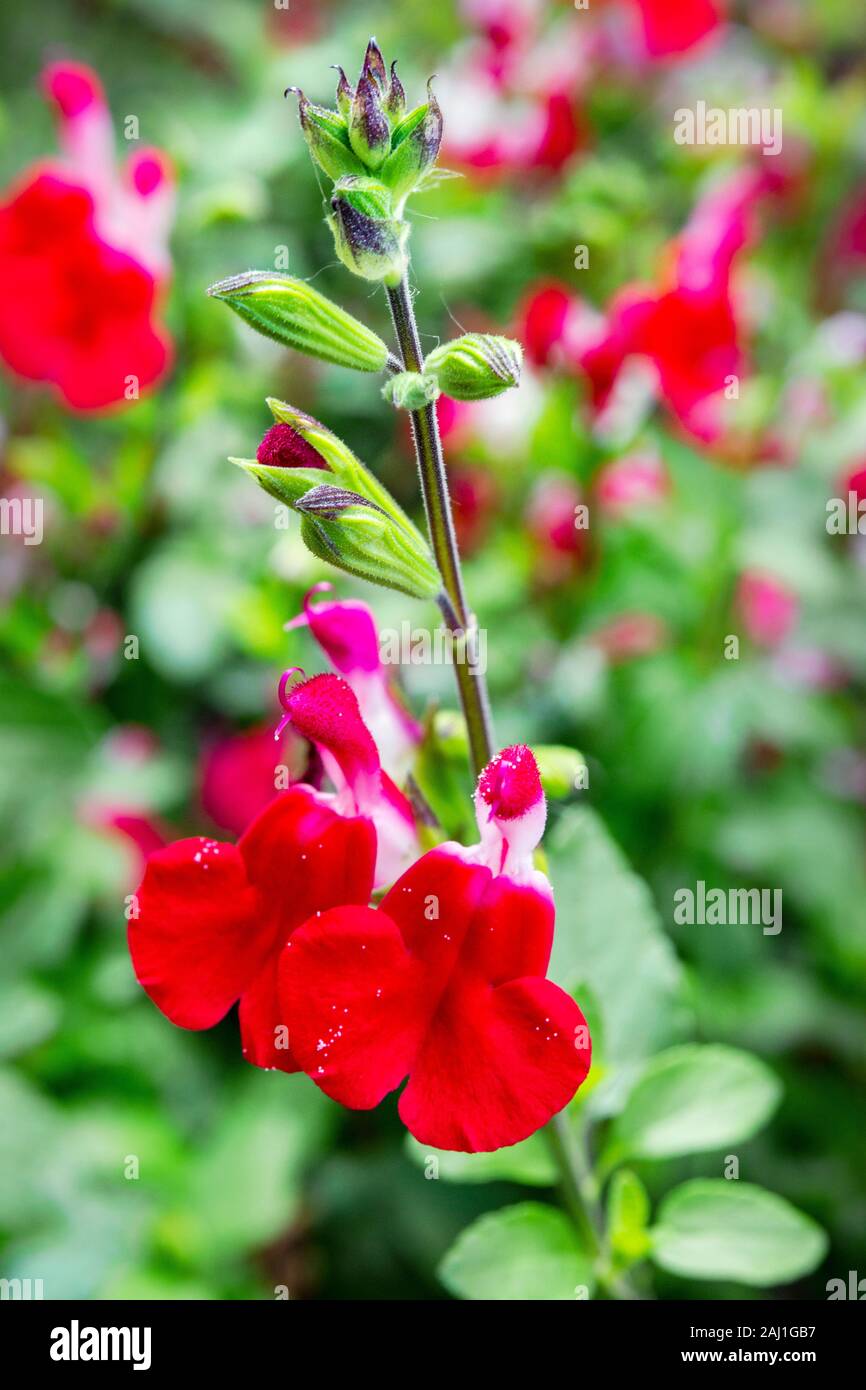 Un établi de la salvia 'Hot Lips' Fleur Banque D'Images