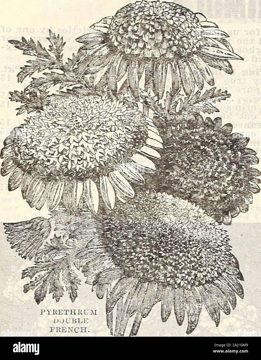 Ferme et jardin de printemps annuel : 1907 . 80 CURRIE BROTHERS COMPANY, Milwaukee, WIS.. Banque D'Images