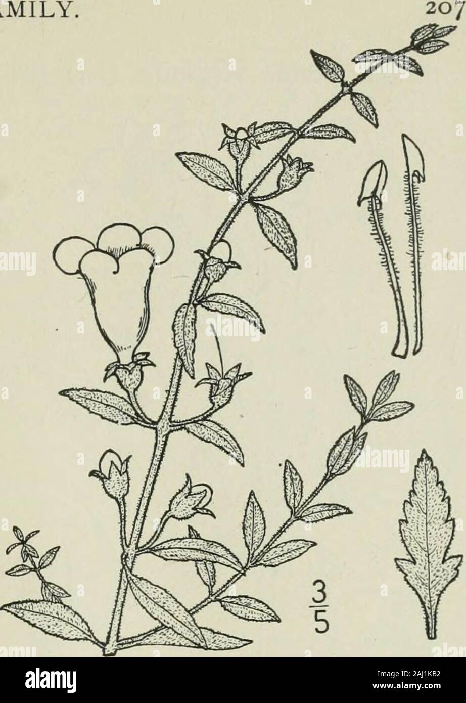 Une flore illustrée du nord des États-Unis, le Canada et les possessions britanniques : de Terre-Neuve jusqu'au parallèle de la limite sud de la Virginie et de l'océan Atlantique à l'ouest jusqu'à la 102e méridien . Genre 28. Famille des Scrofulariacées. 3. Dasystoma serrata (Benth.) Petit.Serrate Faux Foxglove. Fig. 3814. D. drummondii serrata Benth. en DC. Prodr. 10:521. 1846. G. grandiflora integriuscula A. Gray, Syn. Fl. N.Am. 2 : 291. 1871. Gerardia grandiflora serrata Robinson, dans A. Gray,l'homme. Ed. 7, 730. 1908. Dasystoma serrata Petit, Bull. Torr. 28 Club : 451,1901. Puberulen grisâtre, vivace Banque D'Images