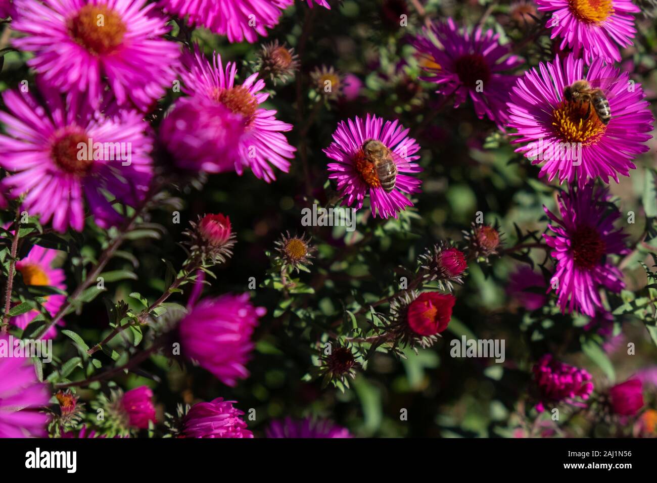 La collecte du pollen d'Abeille sur chrysanthème mauve Banque D'Images