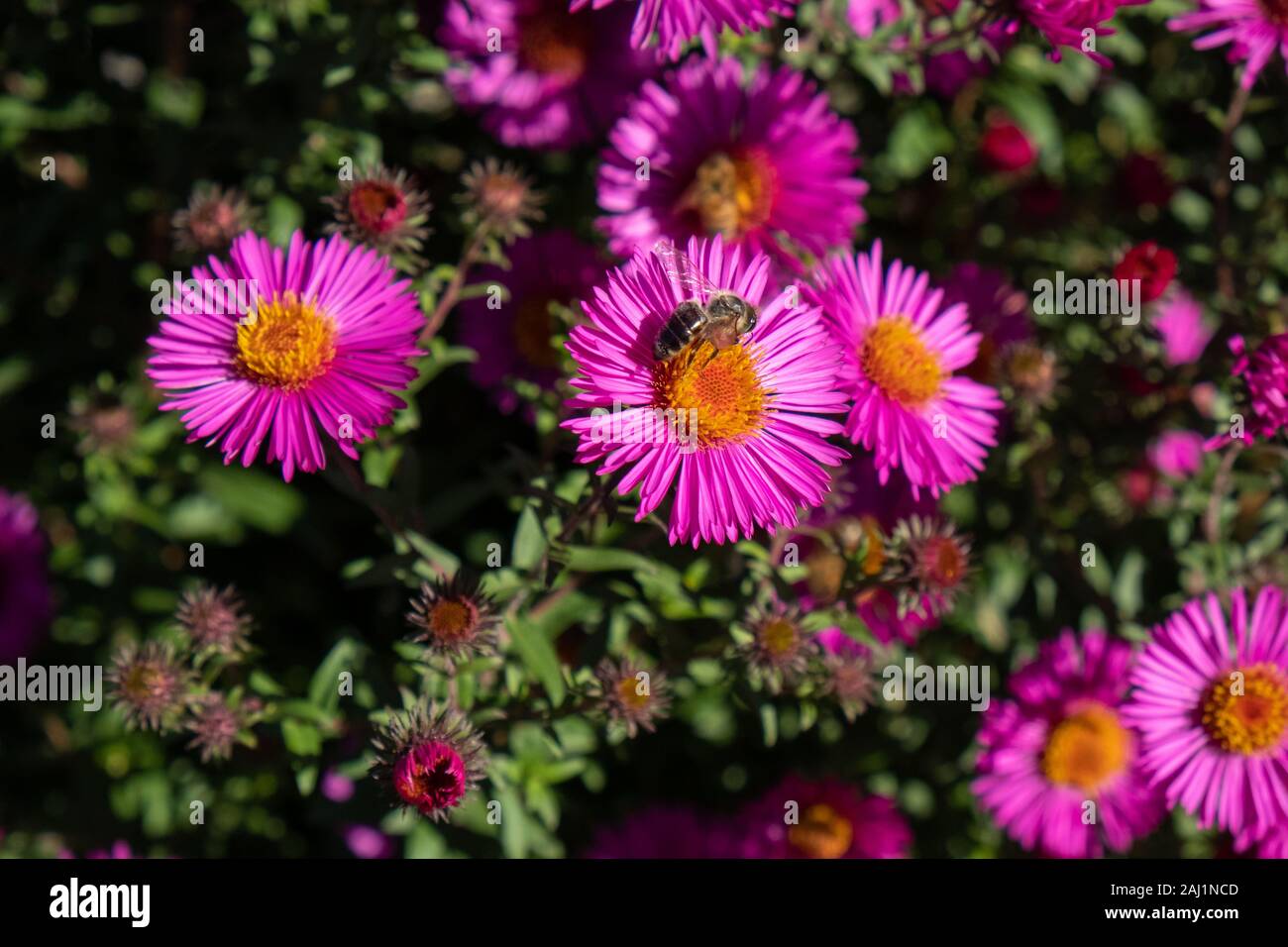 La collecte du pollen d'Abeille sur chrysanthème mauve Banque D'Images
