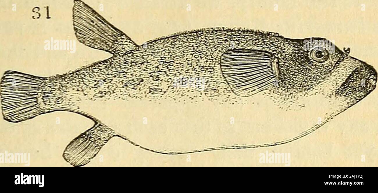 L'histoire naturelle des poissons, amphibiens, reptiles, & monocardian  spectsthey ou animaux . ont une ressemblance générale, tant en forme,  andstructure cheloniform aux autres poissons ; la nageoire dorsale,  cependant, est toujours célibataire.