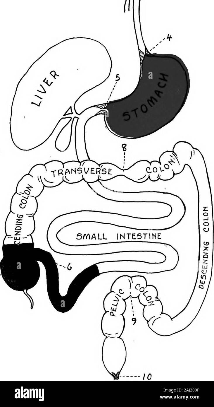 L'itinéraire d'un petit-déjeuner : un compte rendu populaire de les voyages d'un petit-déjeuner dans le tube alimentaire et des dix portes et plusieurs stations par laquelle il passe, également des obstacles qu'elle rencontre parfois . haute de manière à garder l'theabdominal ftilllength les muscles étirés à leur et donc leur donne l'opportunityfor l'action. Il faut pour cela attentionto constante lorsque la posture au travail et l'utilisation de achair qui prend en charge le bien du creux en arrière et détient la poitrine vers le haut lorsque le bodyis détendue. La respiration profonde, le port d'un printemps ab-dominal supportrice, exercices avec l'headlow (incli Banque D'Images