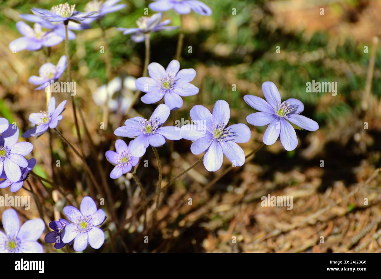 Liverleaf fleur - l'une des premières fleurs de printemps dans la forêt Banque D'Images