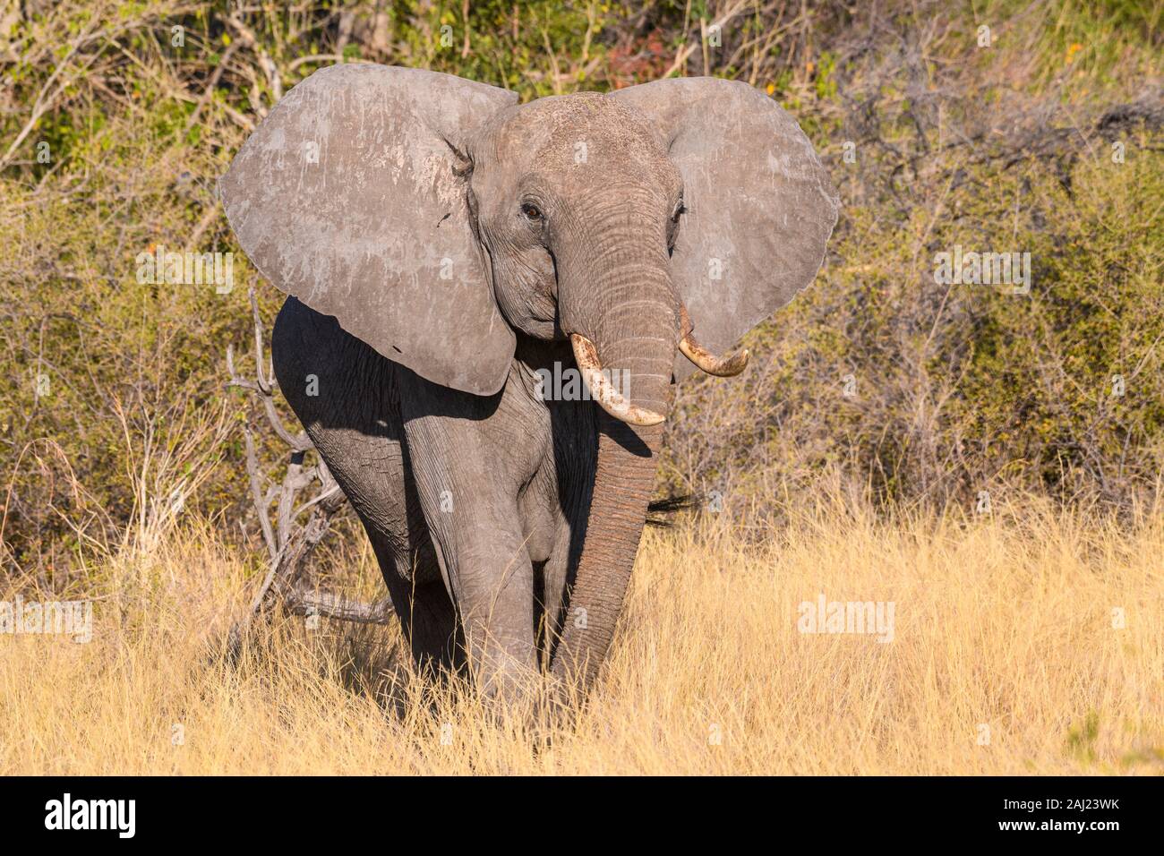 L'éléphant africain (Loxodonta africana), Macatoo, Okavango Delta, Botswana, Africa Banque D'Images
