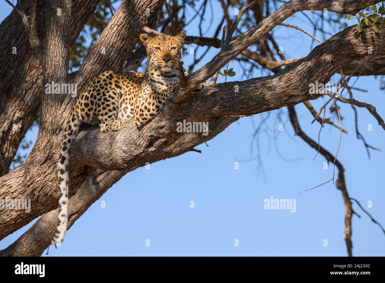 Femme Léopard (Panthera pardus) dans un arbre, Khwai Réserve privée, Okavango Delta, Botswana, Africa Banque D'Images