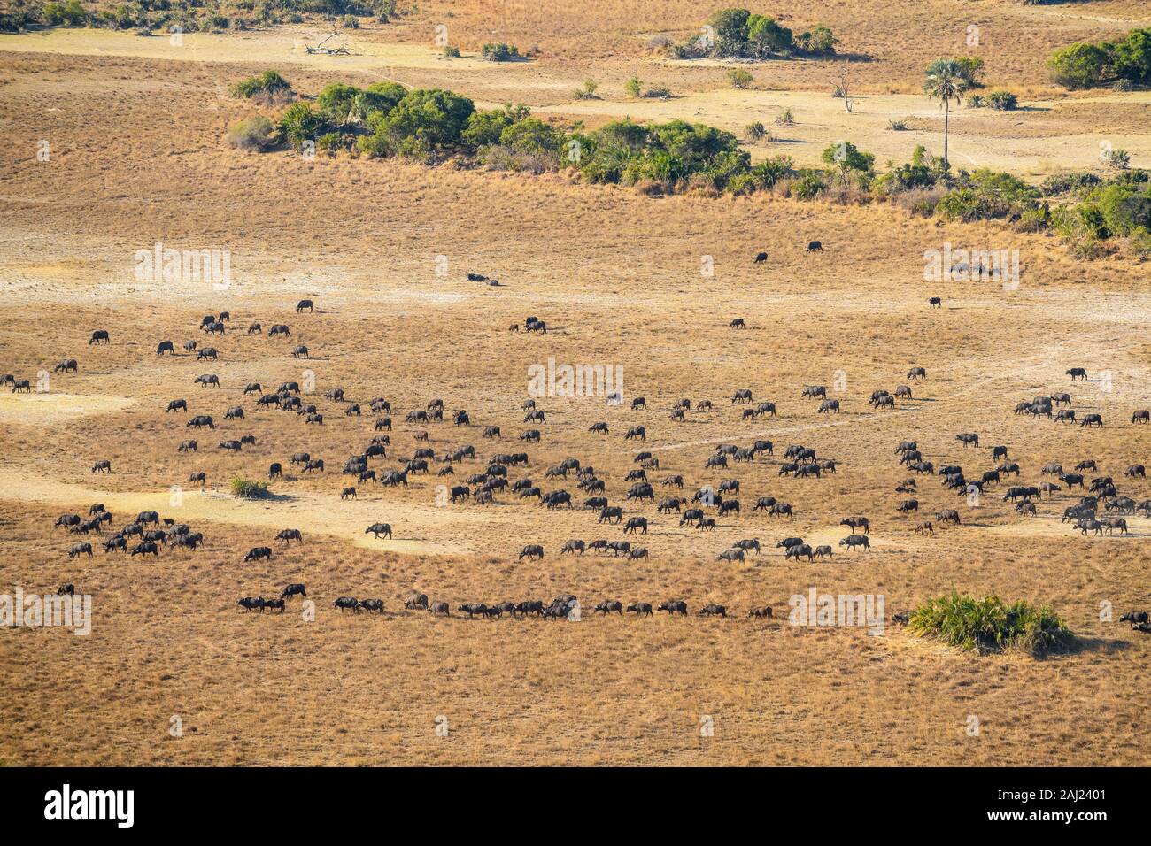 Vue aérienne d'un troupeau de buffles africains (Buffle) (Syncerus caffer), Macatoo, Okavango Delta, Botswana, Africa Banque D'Images
