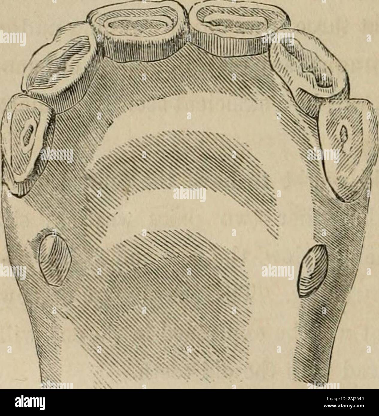 Le cheval et d'autres live stock . Mais la fraude sera détecté par un ex-semblable à celle d'amination déjà décrites. À quatre ans, le centre de nippers sera complètement développée;le bord tranchant un peu usé, et la marque,plus court et large et plus pâle. La paire suivante sera en place, mais ils seront petits, avec la marque très acrossthem andextending profonde comme dans le annexdcut. L'angle nipperswill soit plus grande que le côté de ceux, plus petits, étaient encore thanthey et plat, et themark presque effacé. La sixième se haverisen broyeurs à un niveau dont l'tushes theothers, et s"commencent à apparaître.Maintenant, plus Banque D'Images