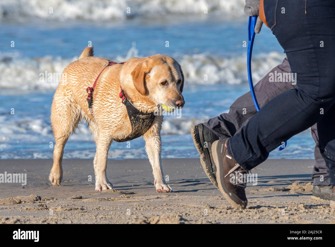 Unleashed blonde labrador retriever dog wearing faisceau et propriétaires suivants la marche sur la plage avec balle de tennis dans la bouche pour jouer fetch Banque D'Images