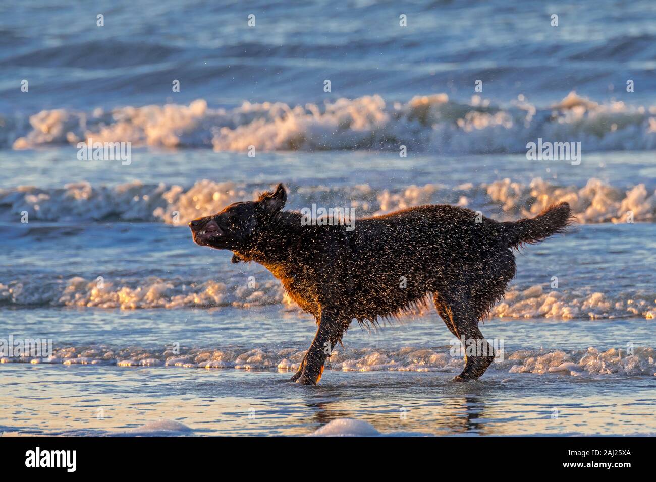 Sur la plage chien sans secouer l'gouttes d'eau à partir de la fourrure humide / manteau après le bain / natation en mer le long de la côte Banque D'Images