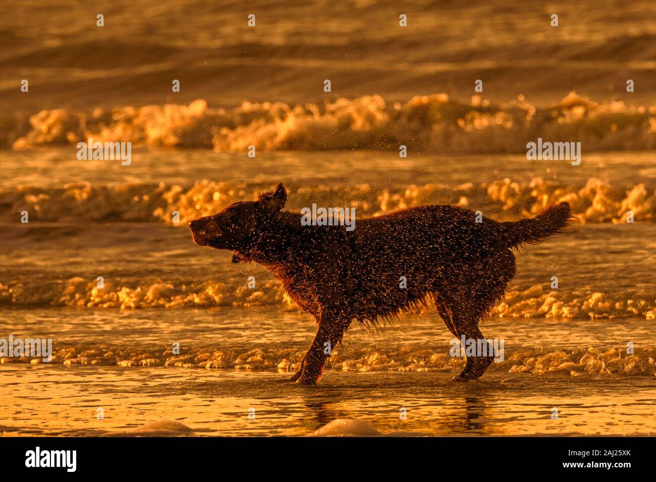 Sur la plage chien sans secouer l'gouttes d'eau à partir de la fourrure humide / manteau après le bain / natation en mer le long de la côte Banque D'Images
