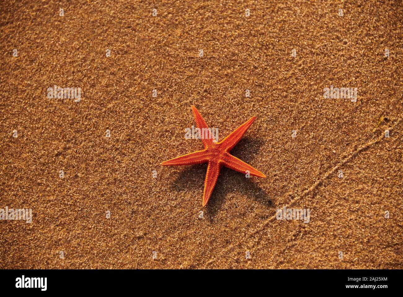 Starfish et shell sur sunrise sunset beach Banque D'Images