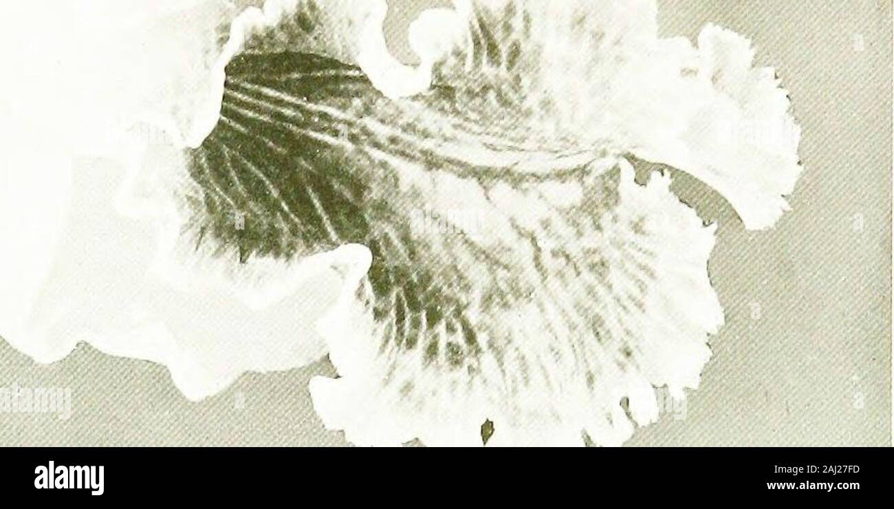 Orchidées pour tout le monde . COCO O U irau^ LES ORCHIDÉES LES PLUS UTILES 43 variétés nommées montrant quelques différence en couleur andform. C. Warscewiczii, également connu sous le nom de C. gigas, est un magnificentspecies, ses magnifiques fleurs mesurant parfois neuf pouces à travers,et ils sont généralement supporté plusieurs ensemble, quatre ou cinq, occasionallyseven, dans une splendide spike. C'est un superbe et un Cattleya qui flowersfrom de juin à novembre. Il s'agit d'une forte croissance et une altogetherdesirable Orchid. Les sépales et pétales sont rose-mauve doux et large lèvre est violet-rouge, avec la gorge jaune et de marquages.ch. Sanderiana W. Banque D'Images