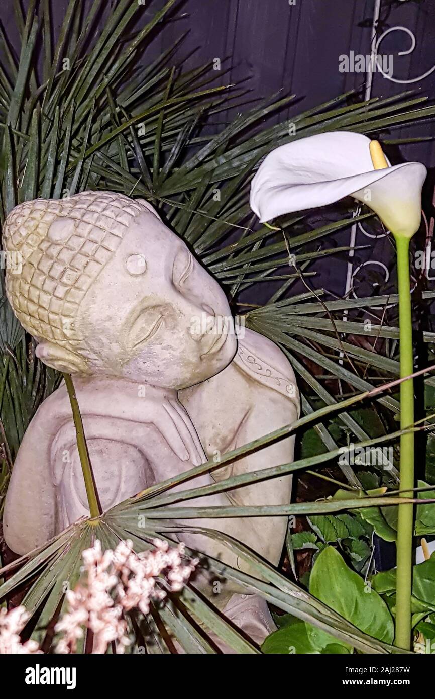 UK - NOVEMBRE 2017 - Calla Lily la nuit avec statue de Bouddha Banque D'Images