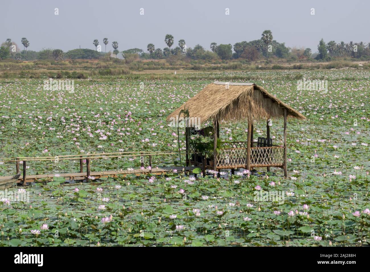 Le Cambodge, Tonle Sap - Mars 2016 : cabane rustique se trouve dans un lac rempli de fleurs de lotus. Banque D'Images