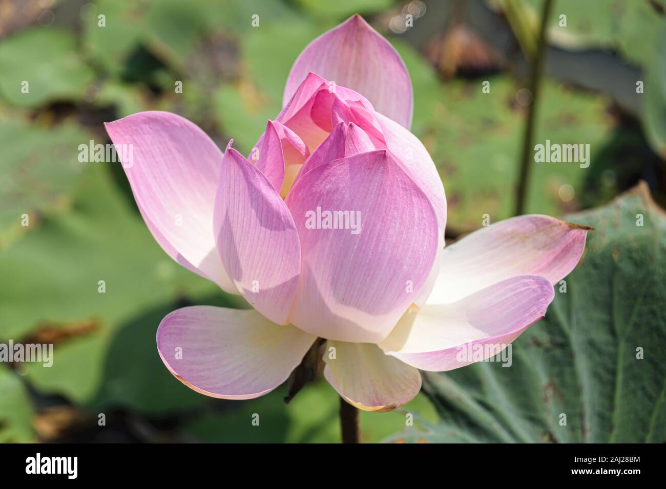 Le Cambodge, Tonle Sap - Mars 2016 : fleur de lotus Banque D'Images