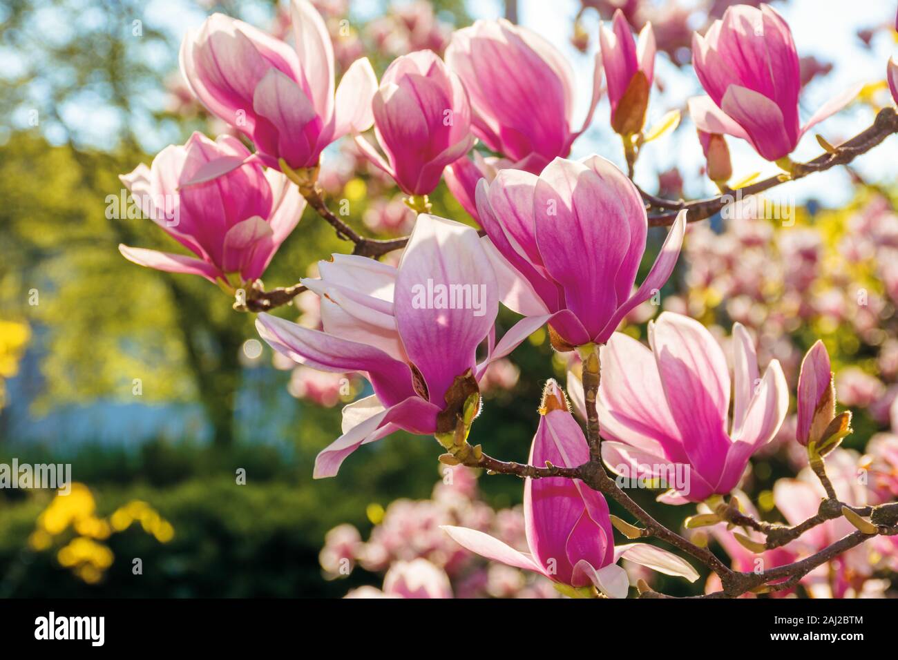 Fleur de magnolia rose. grandes fleurs sur le rameau sur une journée ensoleillée. jardin nature fond. bonne humeur. printemps Le printemps a jailli Banque D'Images