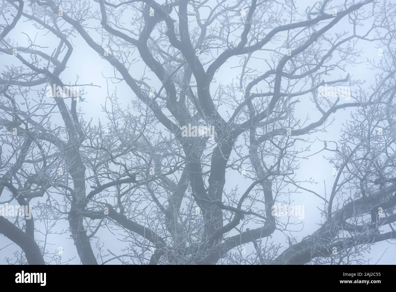 Les branches d'arbres sans feuilles sur une froide journée d'hiver. Nature fond avec les branches d'arbres gelés dans le brouillard dense Banque D'Images