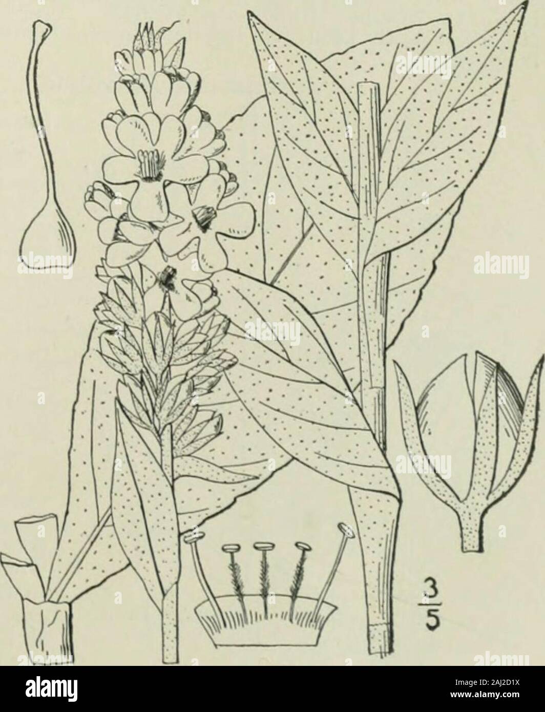 Une flore illustrée du nord des États-Unis, le Canada et les possessions britanniques : de Terre-Neuve jusqu'au parallèle de la limite sud de la Virginie et de l'océan Atlantique à l'ouest jusqu'à la 102e méridien . plus withbranched psilocarpe tous les poils de la tige ; 2°-7°, aile haute-angle par les bases de l'decurrent.feuilles feuilles oblongues, épaisses, aigu, réduit à la base, dentées ou denticulées, 4-i2 long,la charge sur ceux basale scoulérie pétioles;fleurs jaune, 8-i2 large, sessiles, nu-mères dans rarelybranched denses épis allongés au-dessus ; étamines inégales, les plus courtes threeupper avec poils blancs Banque D'Images