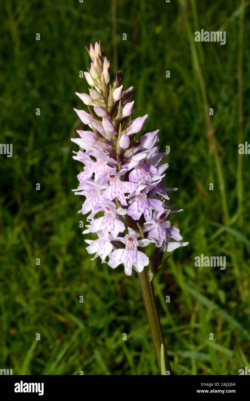 Dactylorhiza fuchsii (common spotted orchid) est une espèce eurasienne communs trouvés dans diverses forêts et prairies humides Banque D'Images