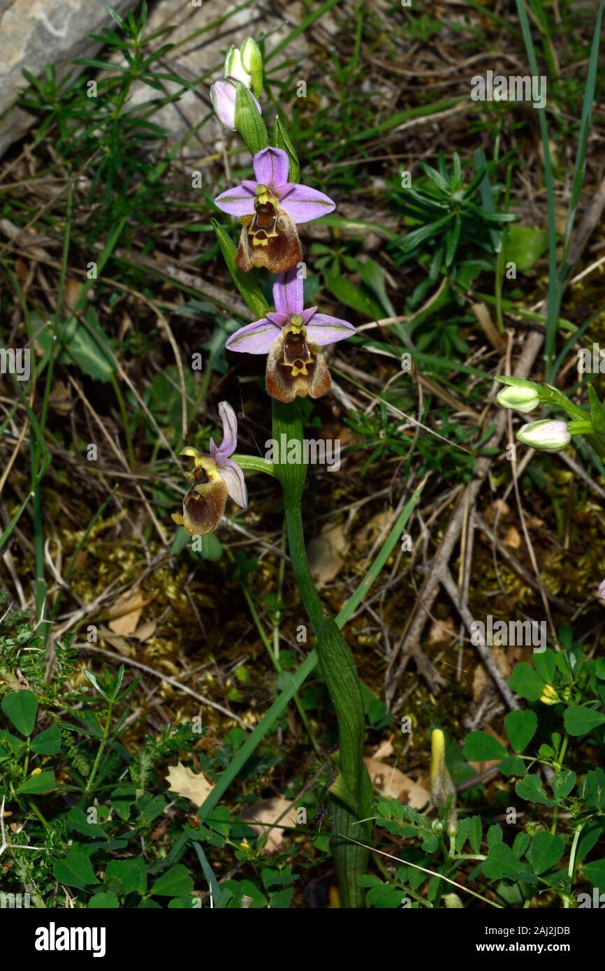 Ophrys fuciflora (fin spider-orchid) est très répandue dans une grande partie de l'Europe et le Moyen-Orient se produisant dans les pelouses calcaires Banque D'Images