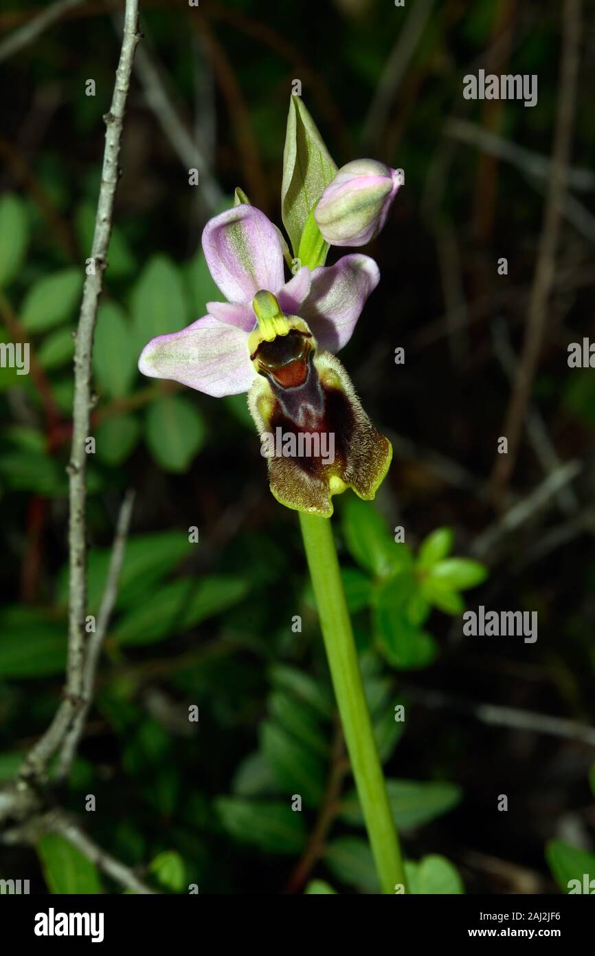 Ophrys tenthredinifera tenthrède (orchidée) est originaire de la région méditerranéenne en plein soleil ou semi-places ombragées sur calcaires. Banque D'Images