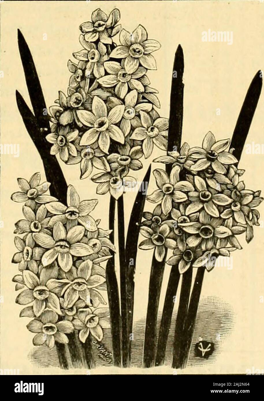 La fleuriste américain : un journal hebdomadaire pour le commerce . Les prix sur tous les bulbes d'été. JOHN LEWIS CHILDS, parc floral,L. I., N. Y. OBTENEZ LE MEILLEUR qu'il n'avoir à payer pour acheter une mauvaise action. Par 100 par 1000 Ridimond^ Roses, 2V-en $5.00 J40.00 3H-in 6,50 55,00 American Beauties, .^dans 5,00 à -.OO 3 !/2mn .6,50 55,00 Chatenay, 24-jn . ? ?.50 -W.oo 3H-in 5,00 45,00 3,50 ZVim oncle John, 3000 3H-in 5,00 45,00 Golden Gates, 2Hin 350 30,00 4,50 V/r Kaiserin, iVz-m 3,50 30,00 Sunrise, SVz-in . =^800 50,00 absolument garantie de satisfaction. Par 100 par 1000^Spren eri. 3 dans $400 $3500 Pluniosus,3 à 500 45,00 Ye Banque D'Images