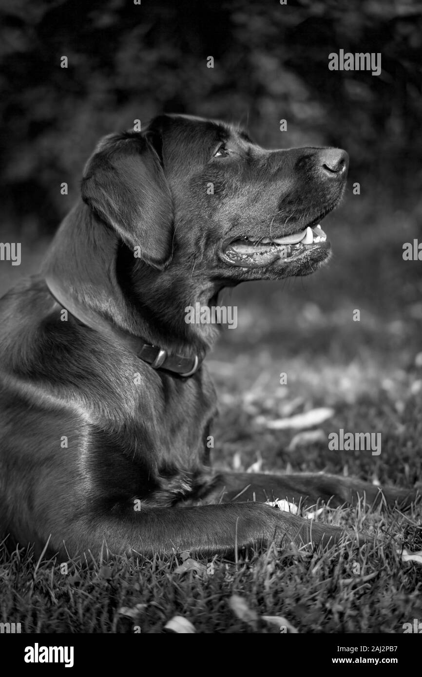 Contre un arrière-plan flou soft-centré, un Labrador fixe prêt à l'extérieur lors de la formation, les yeux brillants à la recherche en attendant la prochaine commande. Banque D'Images