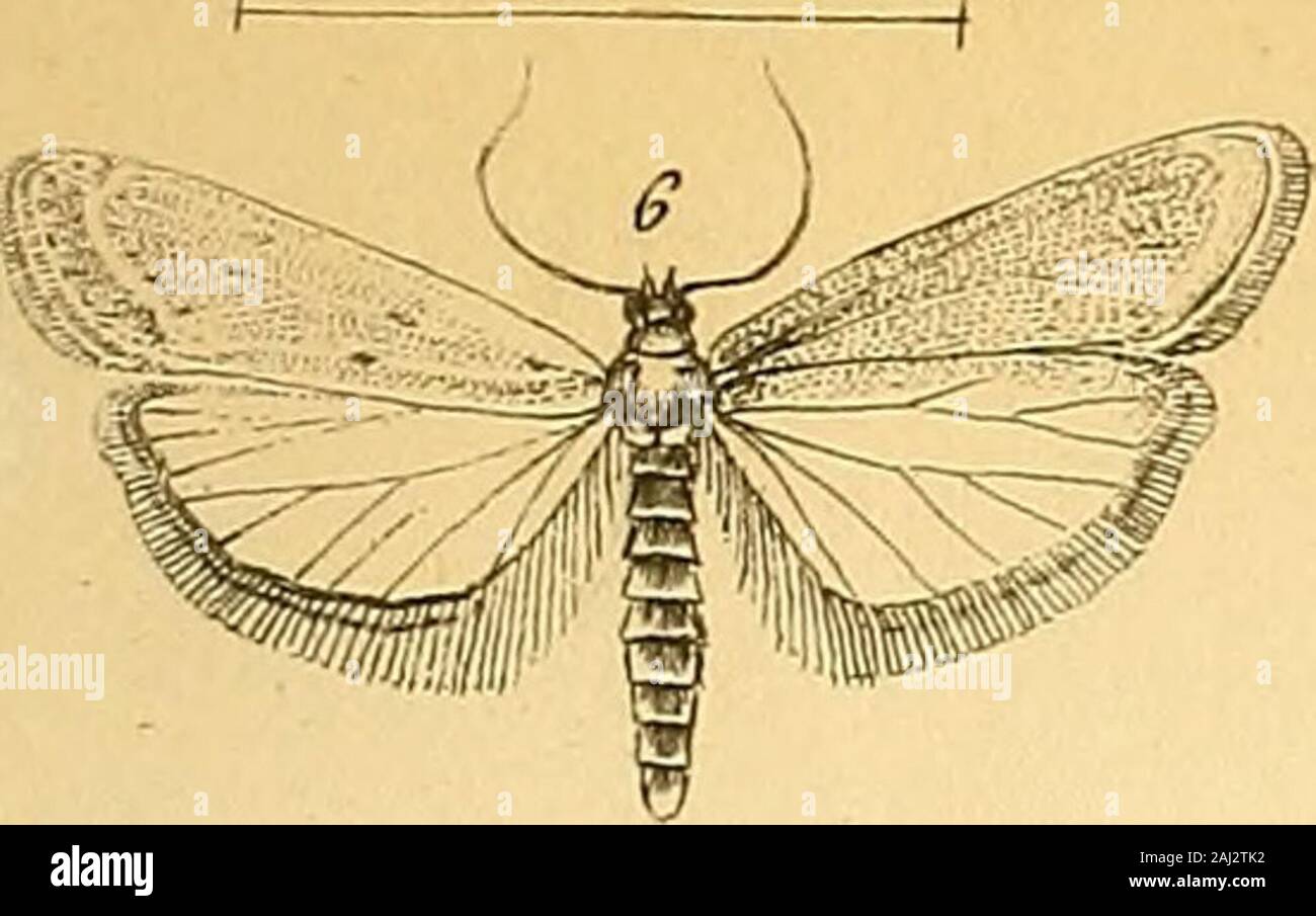 Wiener entomologische monatsschrift . -^^jtgp^ m, 1.2, Jluus CCN/its Tai*. cjiw:a.n3. A. JSeläaeii liiyma, Tor.J. Salyrus Teiopea Tär.6. 7. Jürehüi ITeiiiis oiüi-ie&lt;t. S. Lijijiictui Hadcnii led. Ä. 10.  Saherliiiueri Jiapb-ia Led.II. Coiichiflis paUorana Xed.1A. OccoplioPa Eeriiyii led. Üutom Wiener. Üoiatsdi. IcL. Il. 4 Tafel. n.^ Banque D'Images