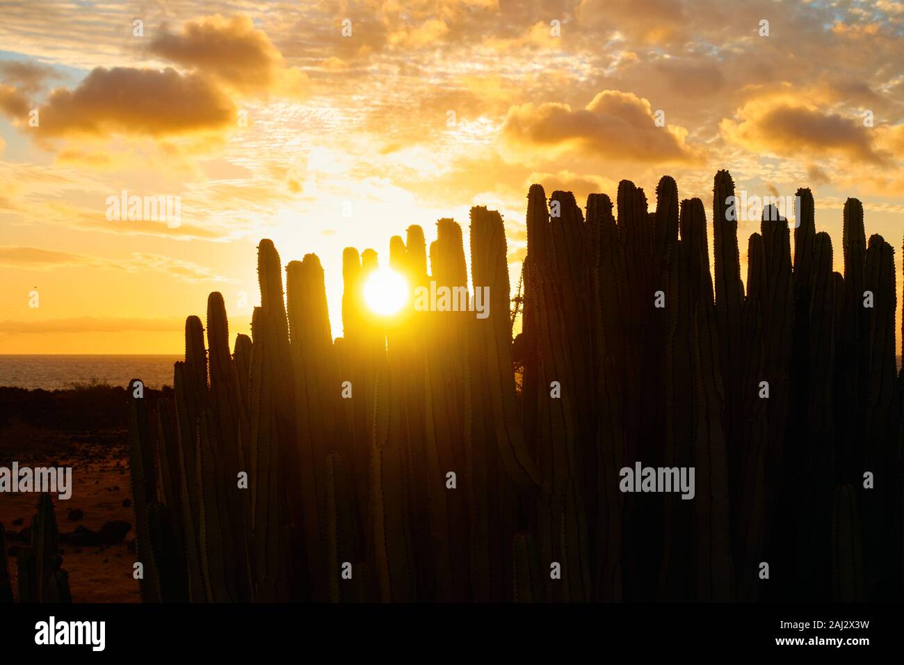 Slhouette de cactus et colorée avec les nuages du ciel au coucher du soleil à Tenerife, aux Canaries. L'espace pour votre propre texte. Cactus : l'île des Canaries spurge (Euph Banque D'Images