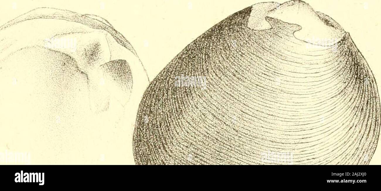 Monographie de la famille des unionidés : ou, de Naiades Lamarck (eau douce coquilles bivalves) d'Amérique du Nord ... . En de ce qui a été trouvé par l'Unio, M. Featherstonhaugh dans peu Redriver, Arkansas, au cours de ses enquêtes d'thegeology de cette région. Il a quelque chose d'theinterior couleur et plan général de U. catillus, butthe umbones de diamètre par l'est bien plus grand.le bec, si jamais ils se produire, doit être parfait ex-ceedingly proéminent. UNIO LENIS. LVIII. plaque-Fig. 2. DESCRIPTION. Shell obovales, assez minces, régulièrement ; un convexe du côté e résultats t-obtusely d'extrémité arrondie réduit ;;poster Banque D'Images