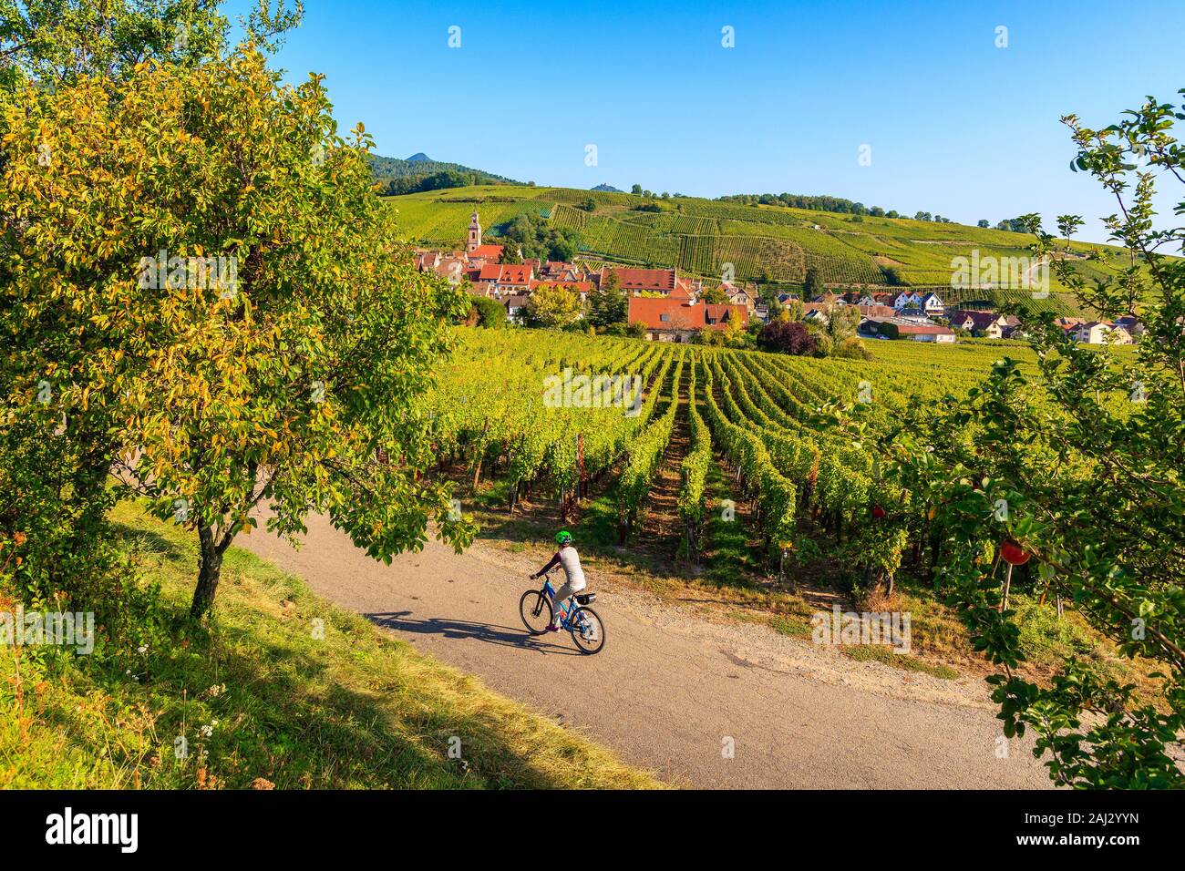 Jeune femme à vélo sur route le long de vignes à Kaysersberg village, Alsace, France Banque D'Images