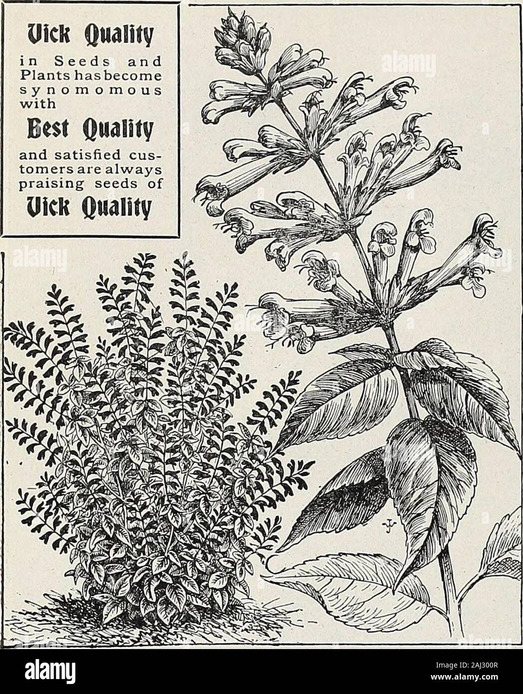 Le jardin de Vick et floral guide . du Blues. Capti. vatiun Comtesse Cadogan. Joyau de la Couronne. Duc de Westminster. Emily Henderson. Ex. Début blanche Magnifique Ferry. Frère Cray. Hun. F. Bouverie. Jeannie Gordon. Lady Grisel Hamilton. Lady M. Ormsby-Gore. Dame Skelmersdale. Lottie Eckford. Lord Kenyon. Charmant. Mme Eckford Mme Dugdale. Miss Willmott. La modestie. Bleu marine. Nouvelle Comtesse. Othello. Le frère de rose. Prima Donna. L'île de New York. Prince de Galles. Ramon a. Royal Rose. Sadie Burpee. Salopian. Le sénateur. Shazada. Stella Morse. Son Honneur leMrs.E.Kenyon Vénus. Paquets de 20, 25 cents. Aurora. Captiva Banque D'Images