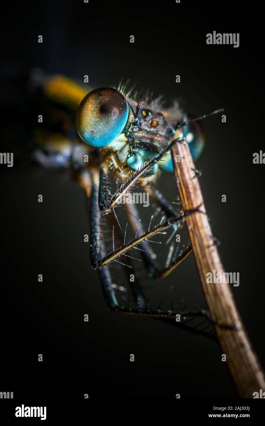 Willow emerald libellule posée sur la paille sèche. Extreme close up avec l'accent sur les jambes et les yeux composés. Reflet métallique colorée du thorax et de la tête. Banque D'Images