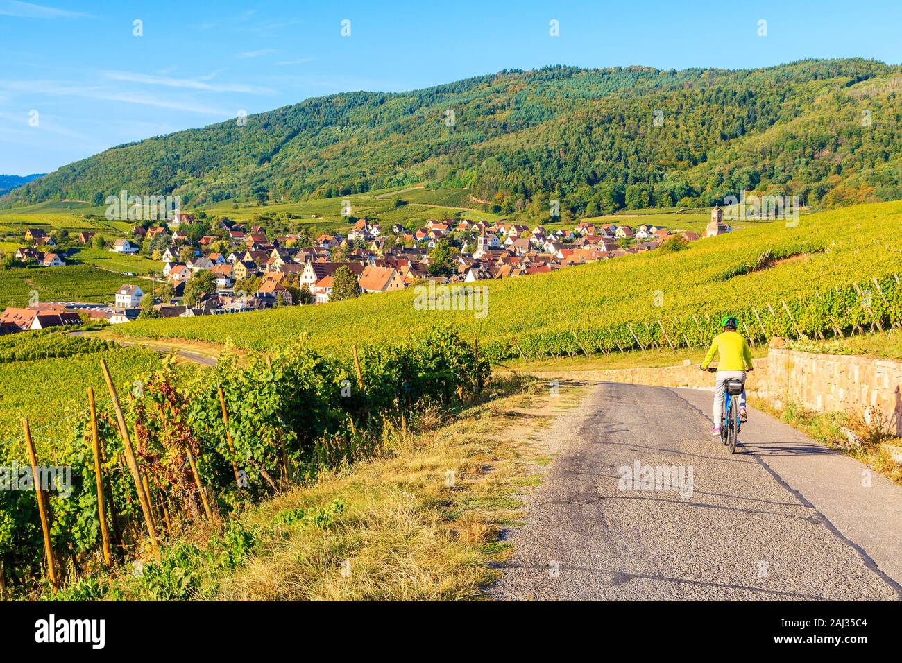 Jeune femme à vélo au milieu des vignes sur la route au-dessus du village de Riquewihr sur la Route des Vins d'Alsace, France Banque D'Images