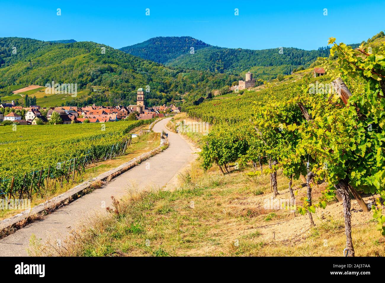 Route le long de vignes à Kaysersberg village, Alsace, France Banque D'Images