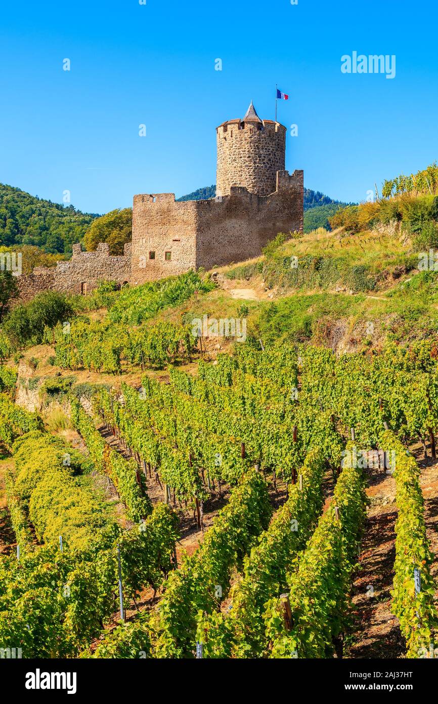 Château médiéval sur les collines entre les vignes dans le village de Kaysersberg en Alsace, France Banque D'Images