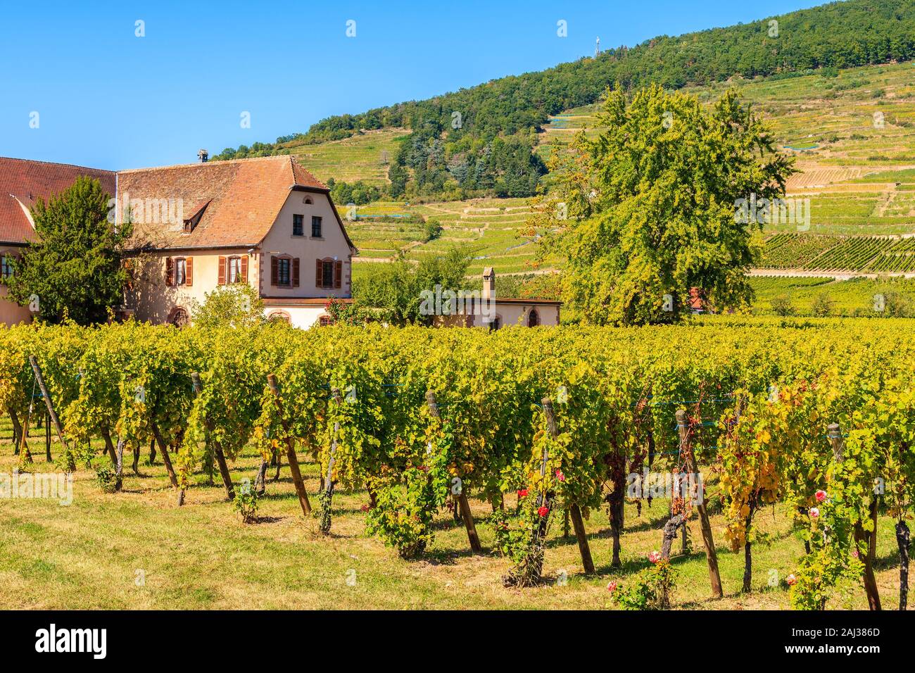Maison au milieu des vignes dans le pittoresque village de Kaysersberg, Alsace, France Banque D'Images