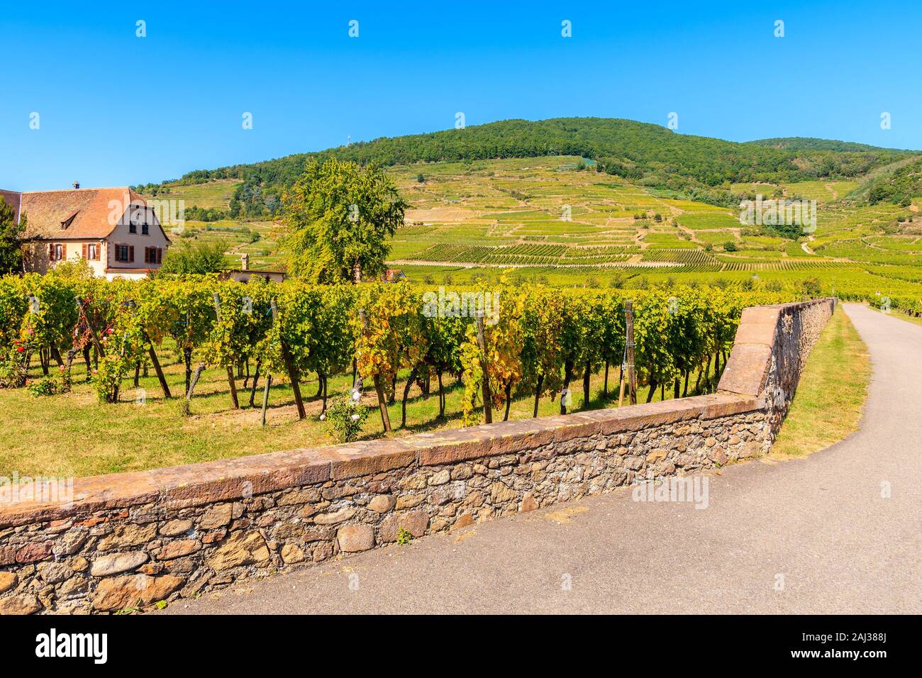 Route le long des vignes à Kaysersberg, village pittoresque des vins d'Alsace, France Banque D'Images