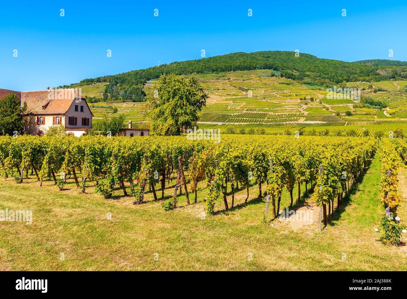 Vignobles près de Kaysersberg village, Alsace, France Banque D'Images