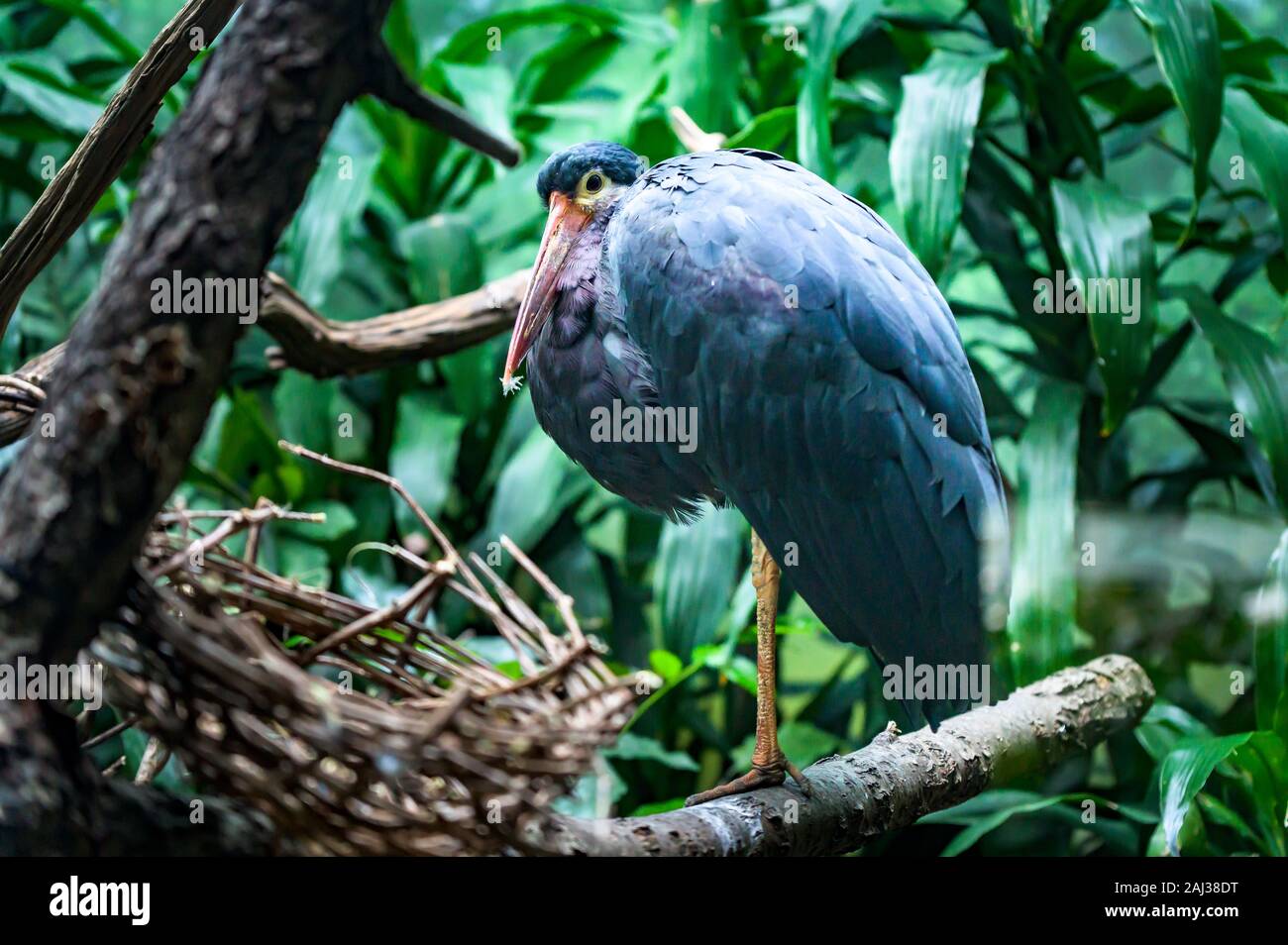 Grand oiseau gris bleu avec un long bec rouge orange, perché sur son nid à côté de la direction générale Banque D'Images