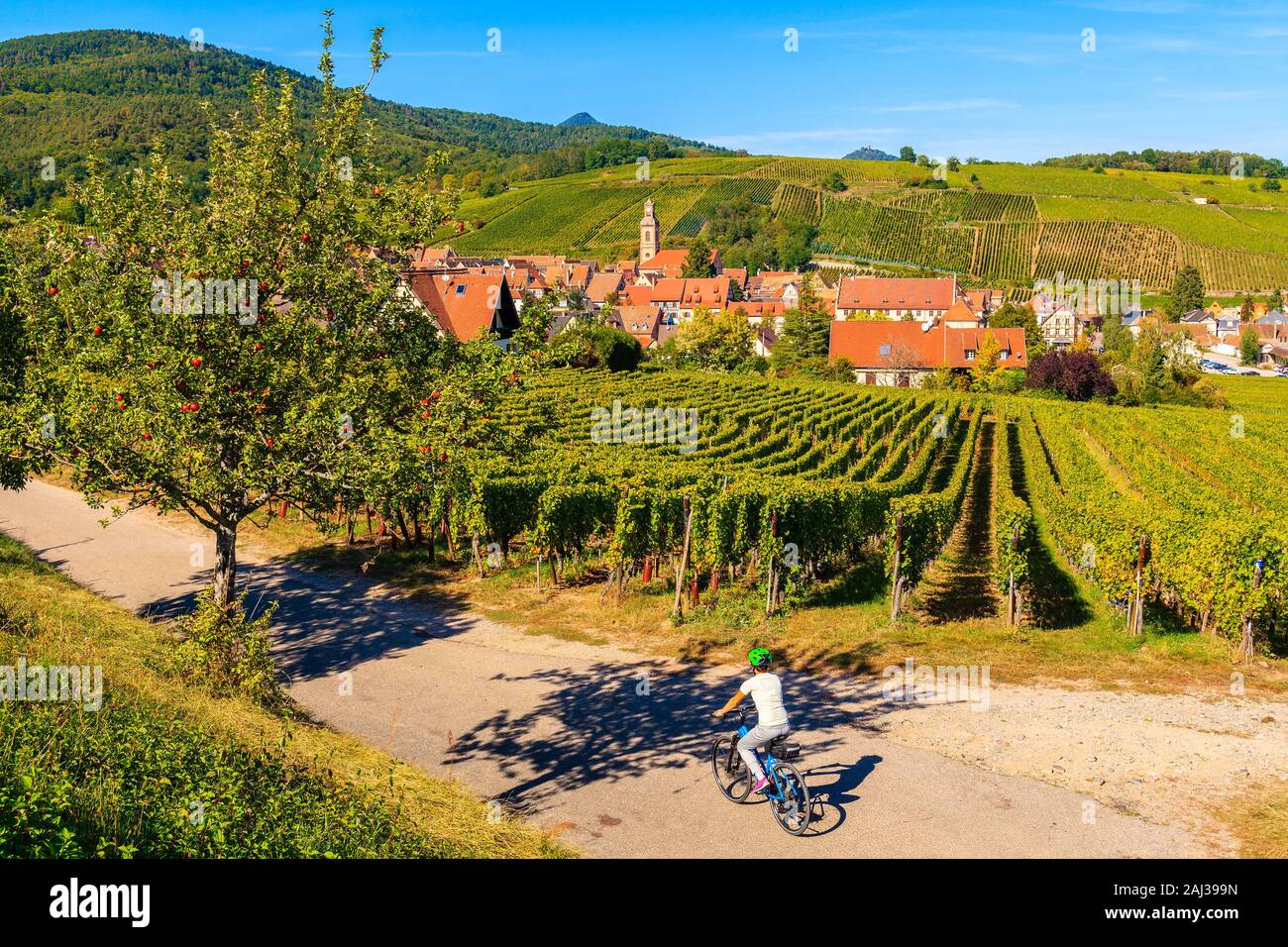 Jeune femme à vélo sur route le long de vignes à Kaysersberg village, Alsace, France Banque D'Images