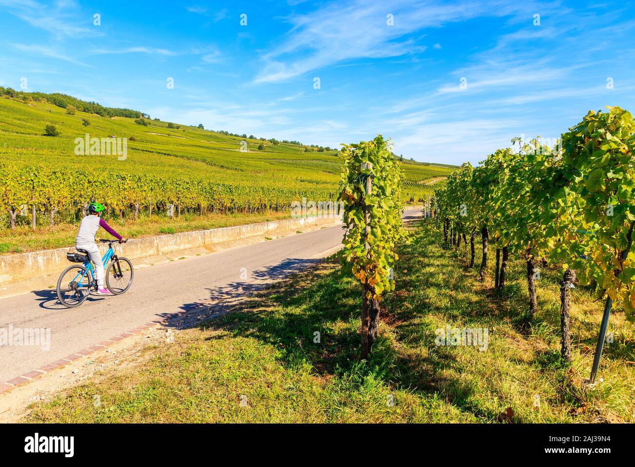 Jeune femme à vélo sur route le long de vignes à Kaysersberg village, Alsace, France Banque D'Images