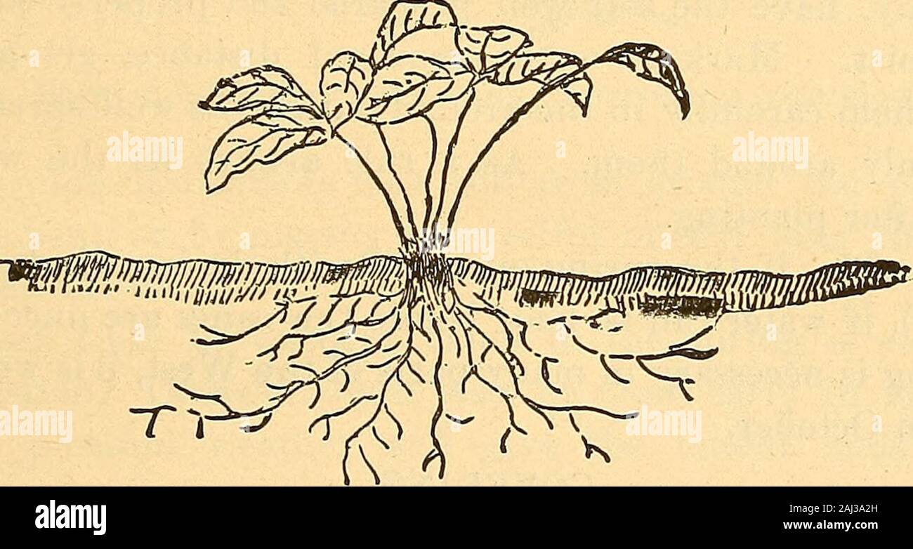 Par l'irrigation horticole . ted et fortement broyés, ils auront besoin d'lesswater, et portent des fruits, plus fines que celles qui sont négligées dans ce domaine. Les petits fruits, comme les arbres de vergers, doit être arrosé à la fin de l'theseason, avant d'aller dans ses quartiers d'hiver, et de même ne devrait pas recevoir beaucoup d'irrigation après septembre. Les petits fruits. 5 I Si l'hiver promet d'être trop sec, des cannes et des plantes doiventêtre couverts plus profond que le contraire. Les fraises. Il est bien connu que le Seigneur pourrait avoir fait un fruitthan mieux la fraise, mais il n'a jamais fait. Par consentement général il est theking Banque D'Images