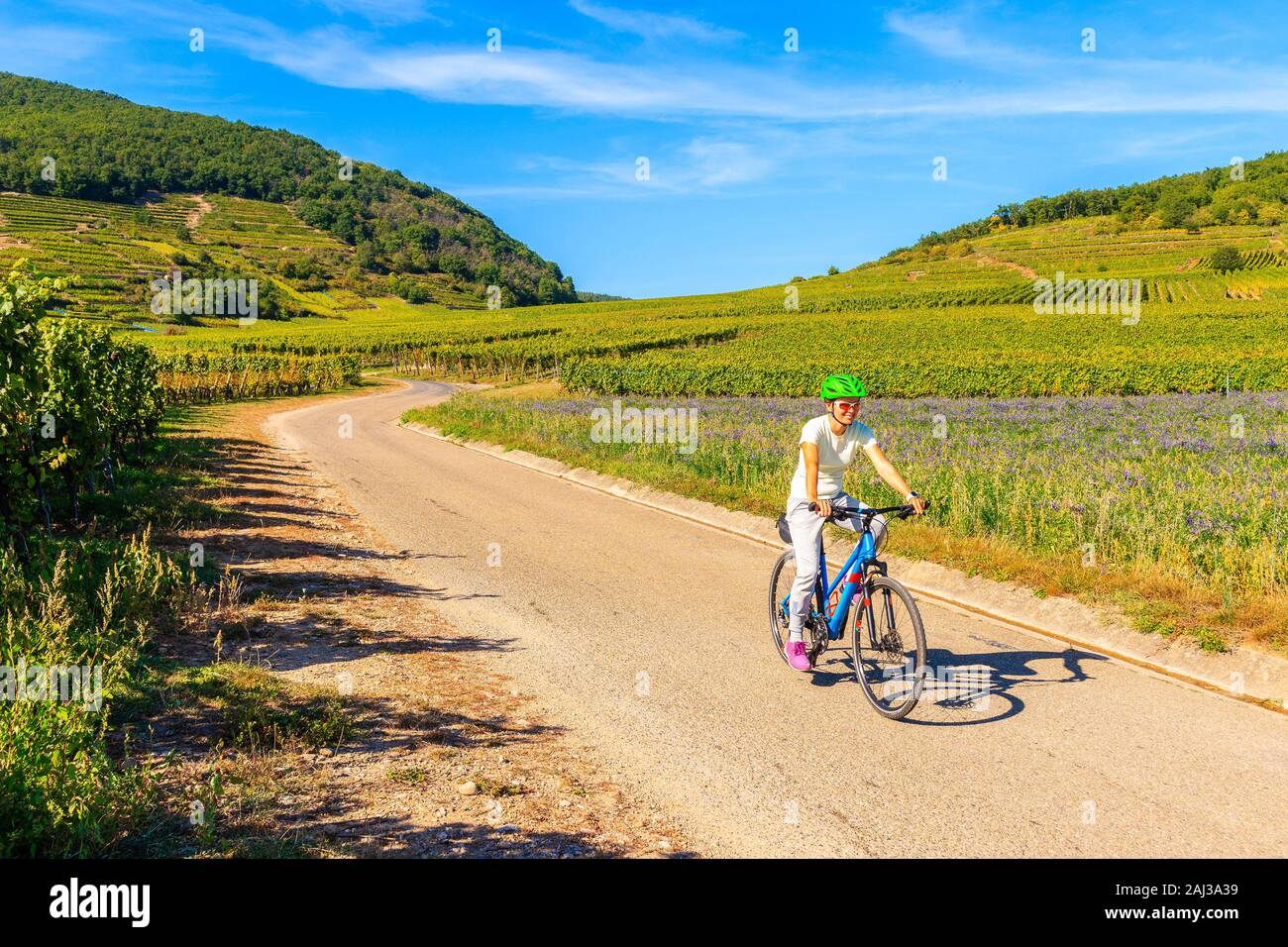 Jeune femme à vélo sur route le long des Vignes de Riquewihr à Kaysersberg village, Alsace, France Banque D'Images
