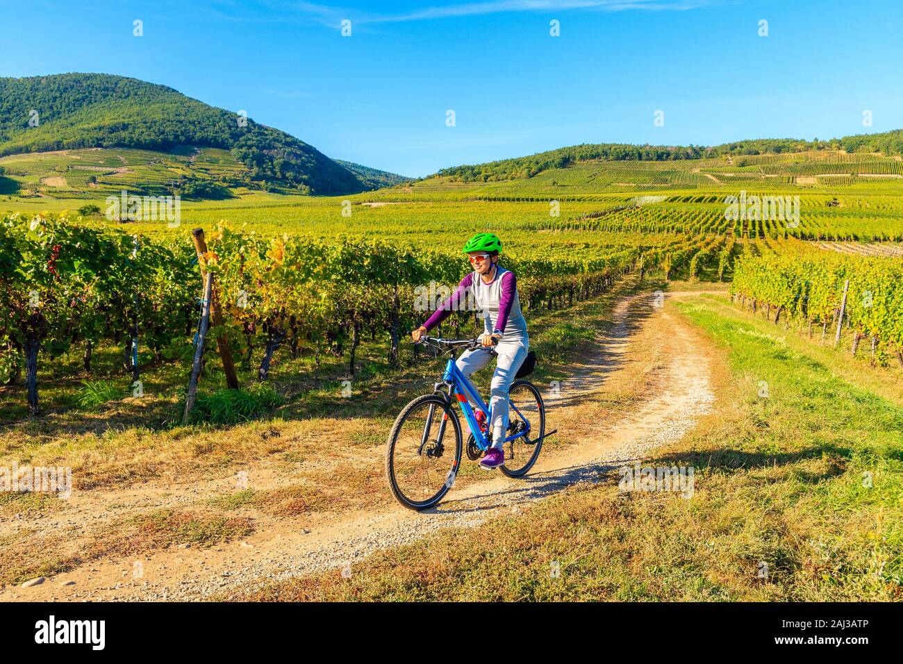 Jeune femme à vélo sur route le long des Vignes de Riquewihr à Kaysersberg village, Alsace, France Banque D'Images